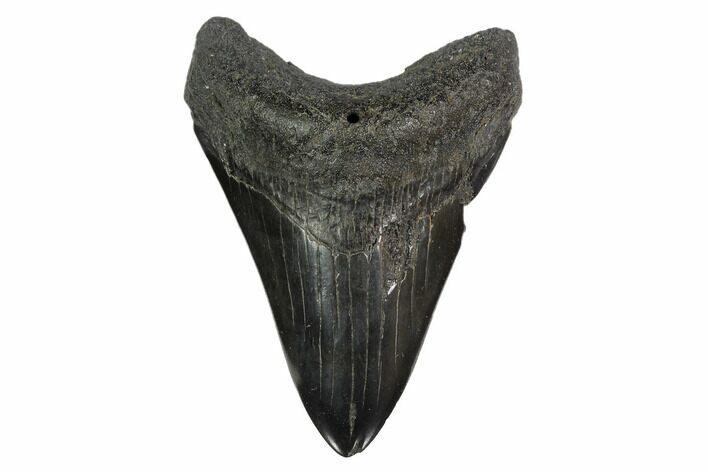 Fossil Megalodon Tooth - Georgia #145433